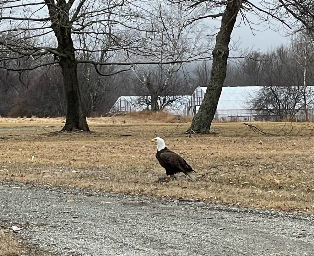 Bald eagle on the grass with greenhouse behind it. 