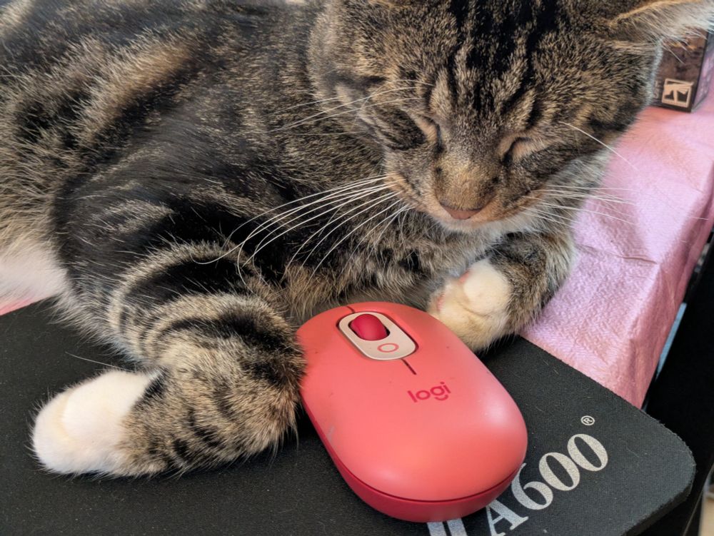 A tabby cat called KitKat, resting on a pink tablecloth covered table with a pink computer mouse between his paws
