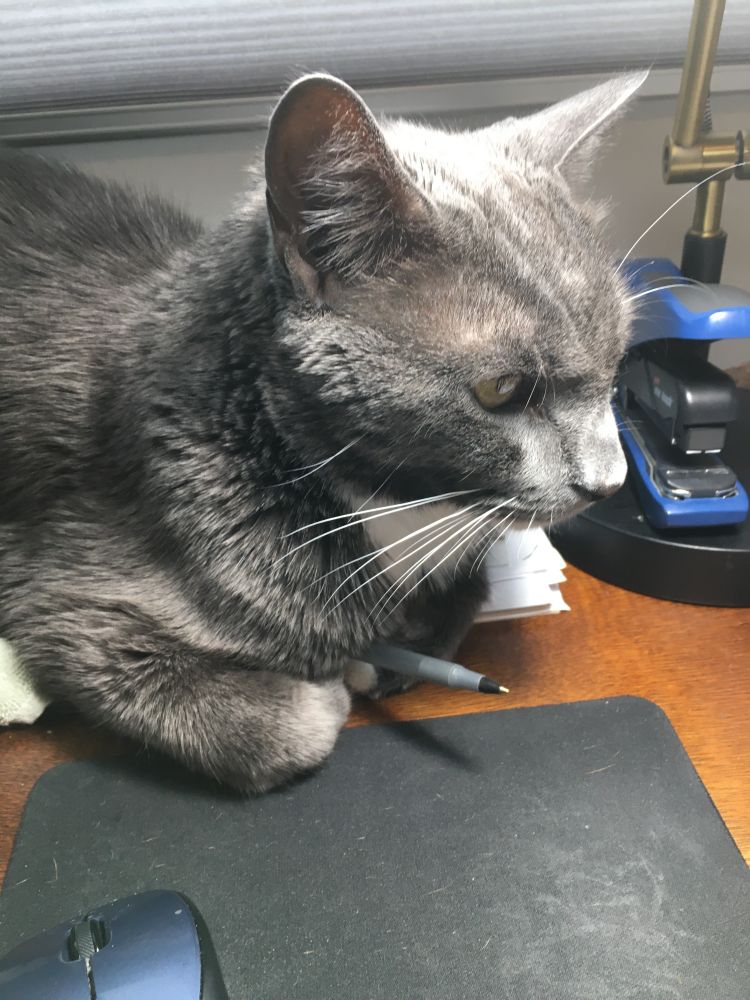 Our cat Terrance, my assistant.