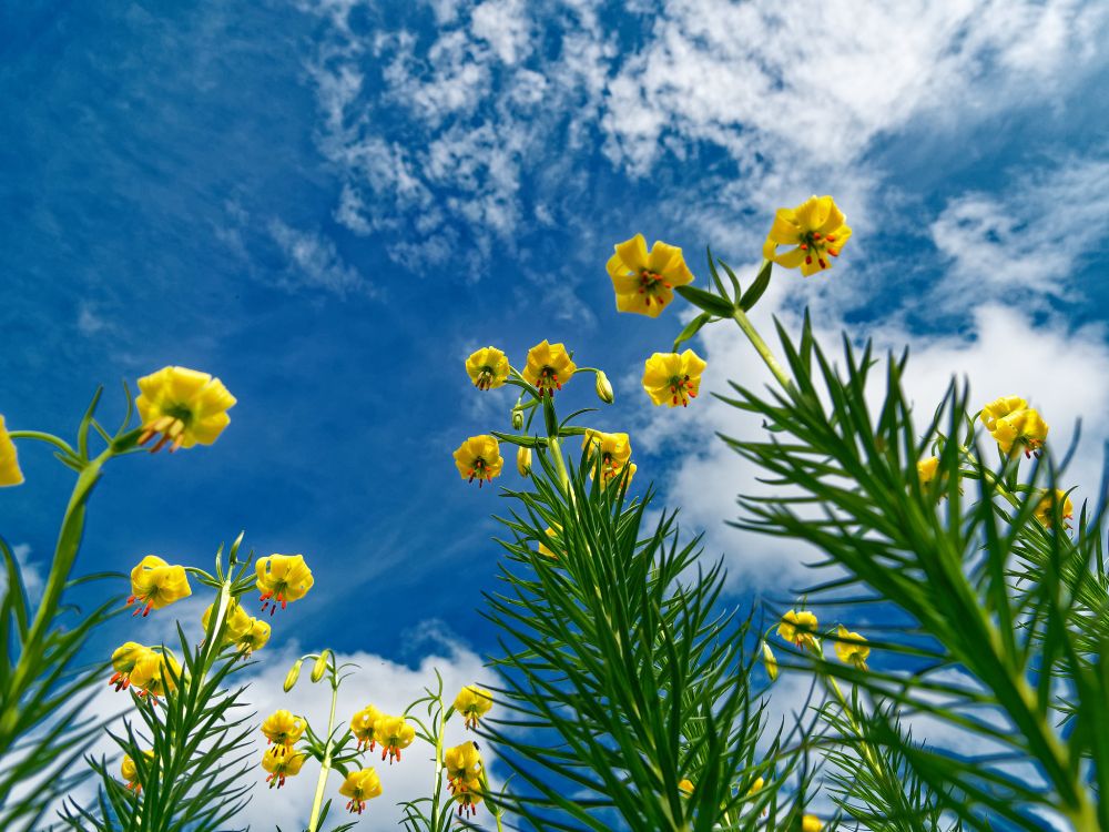 A photo, taken from below, of Pyrenean Lillies
(Lilium pyrenaicum), with a lightly cloudy blue sky behind.
Olympus E-M1MarkII
OLYMPUS M.12-100mm F4.0
@ƒ/4.0 12.0 mm 1/2000s ISO200