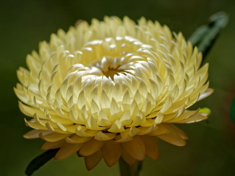 Backlit photo of a creamy yellow Helichrysum Bracteatum flower

Olympus OMD EM10 MK2, Olympus 150-600m lens @262mm f/5.7 1/3200s ISO200