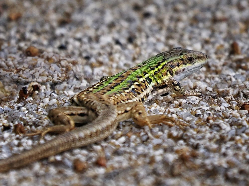 Photo of a small lizard with green and brown markings against a sandy background.
OM Digital Solutions OM-1
LEICA DG 100-400/F4.0-6.3
@ƒ/7.1 400.0 mm 1/640s ISO200