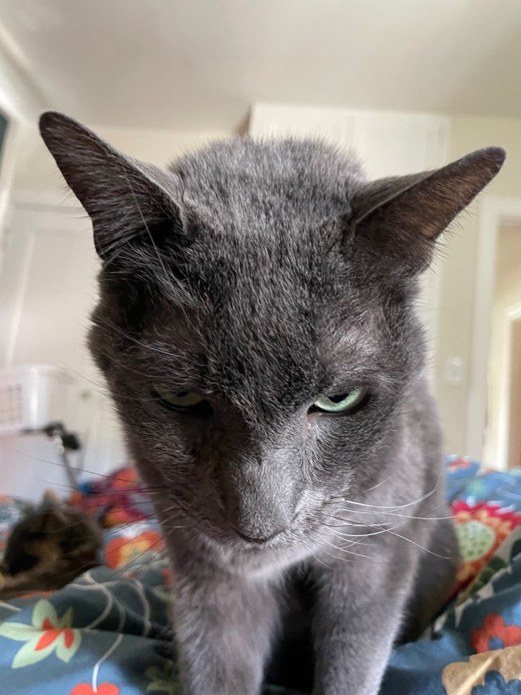 A grey cat with green eyes sits on a bed, probably in a fine mood, but his pointedly pointy ears and glarey eyes make him look grumpy 