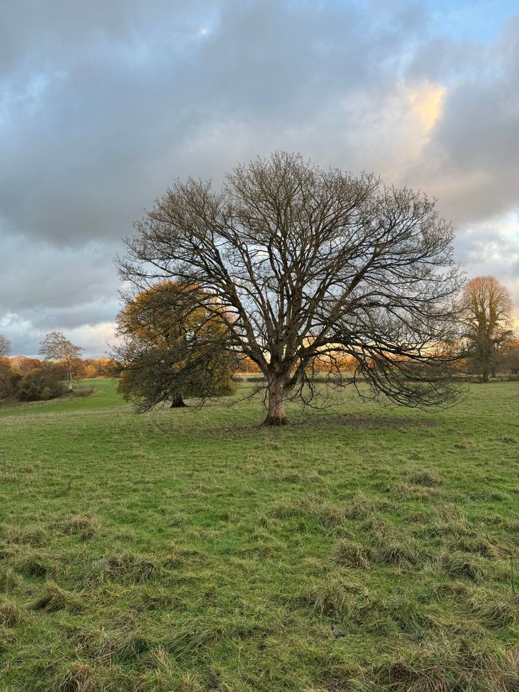 My favourite tree. Almost bare. 