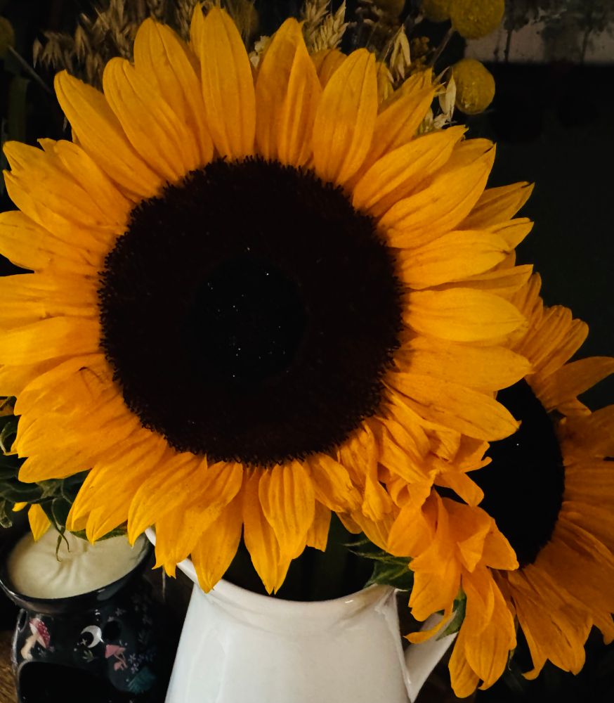 Large Sunflowers in full bloom.