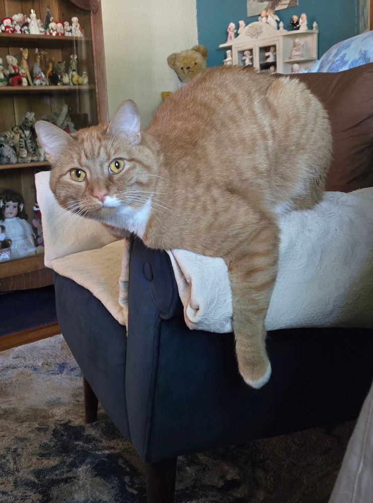 Silly baby Julius.