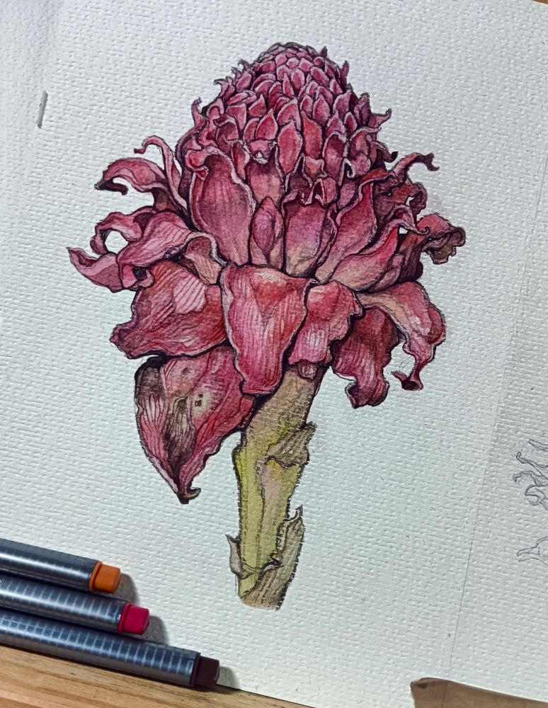 Watercolor and pencil illustration of a torch ginger inflorescence. The inflorescence is covered in numerous overlapping 'petals'. The 'petals' (which are actually bracts) are rather dry and withered looking here, the usual vigorous red of the torch ginger turned ashy pink with age and dehydration 