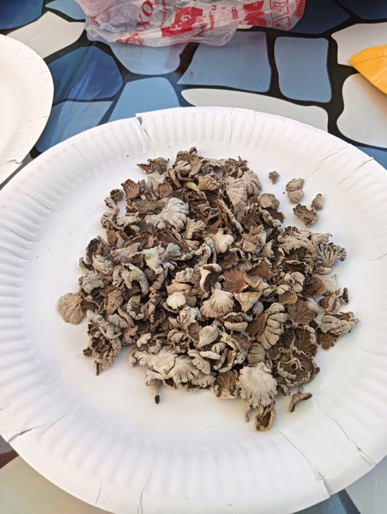 Photo showing a white paper plate of small scallop-shaped fungi/mushroom, grey-white on the top side and brown below. The underside of the mushroom has numerous, pleated frills.