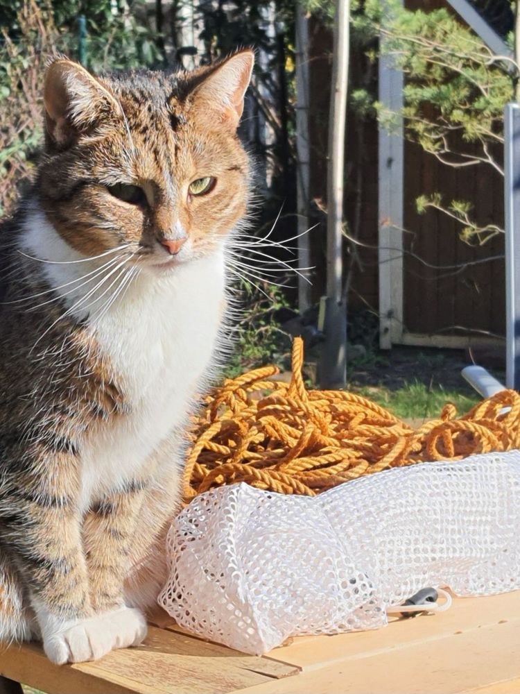 Katze auf Tisch. Daneben ein Haufen Juteseil in der Fsrbe Mais-Gelb.