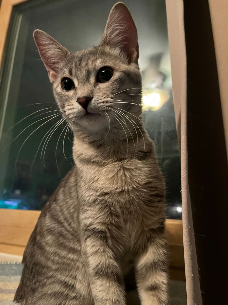 A silver tabby in front of a window, looking past the camera. 