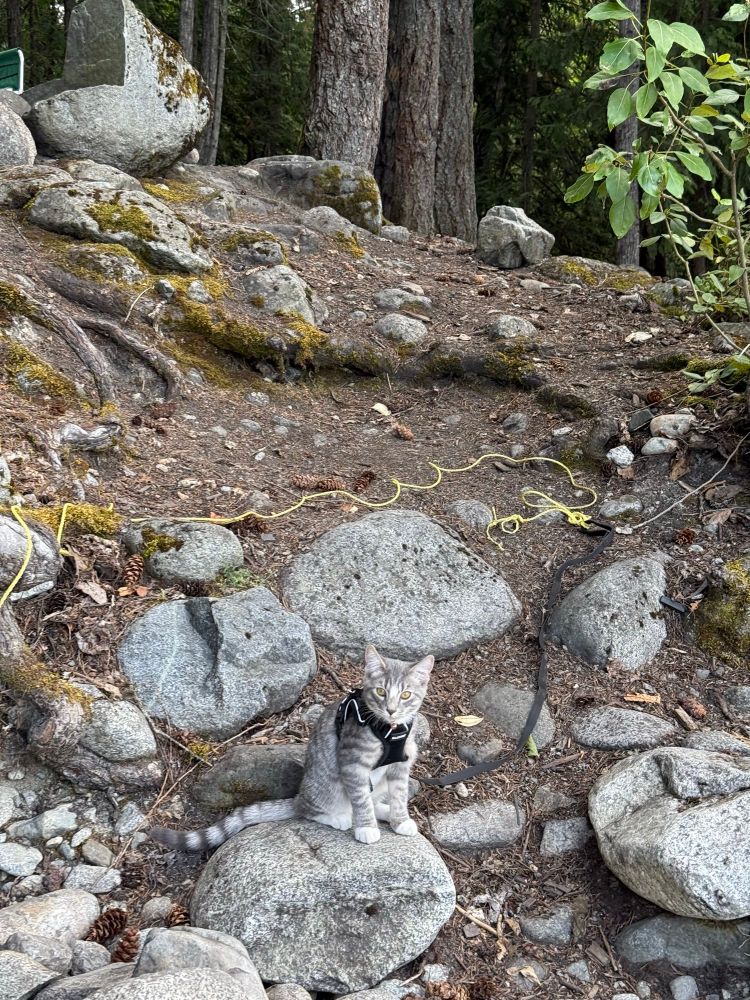 Cat on a leash at a campsite in B.C. 🇨🇦 