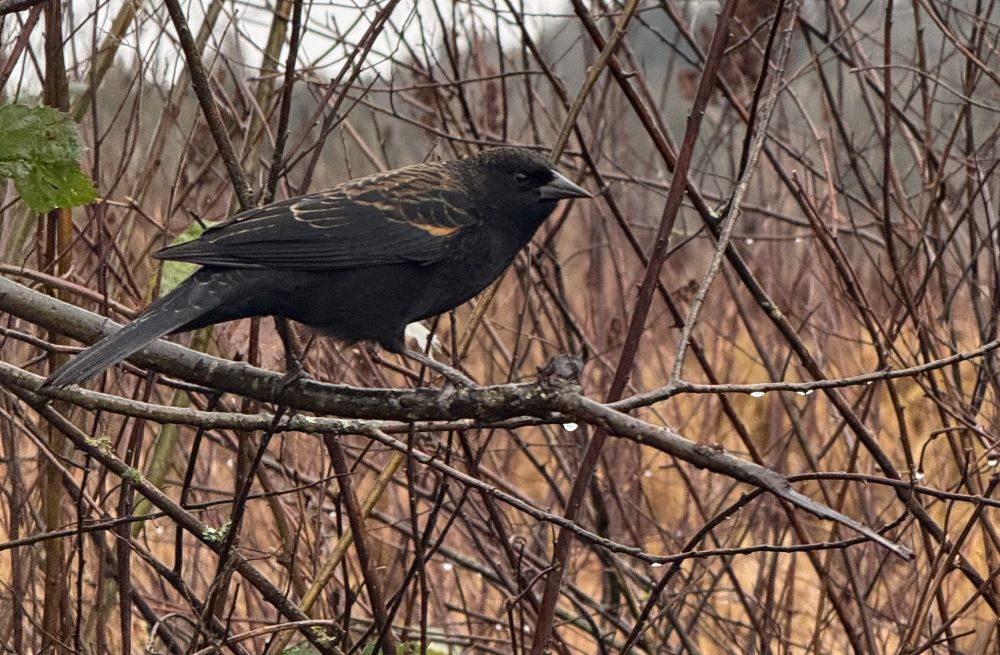 A Red-winged blackbird with brownish wing markings perches on a branch surrounded by leafless twigs and wet vegetation. The background is a blurred mix of brown and gray, showing a damp, overcast day on the shores of Burnaby Lake Canada.