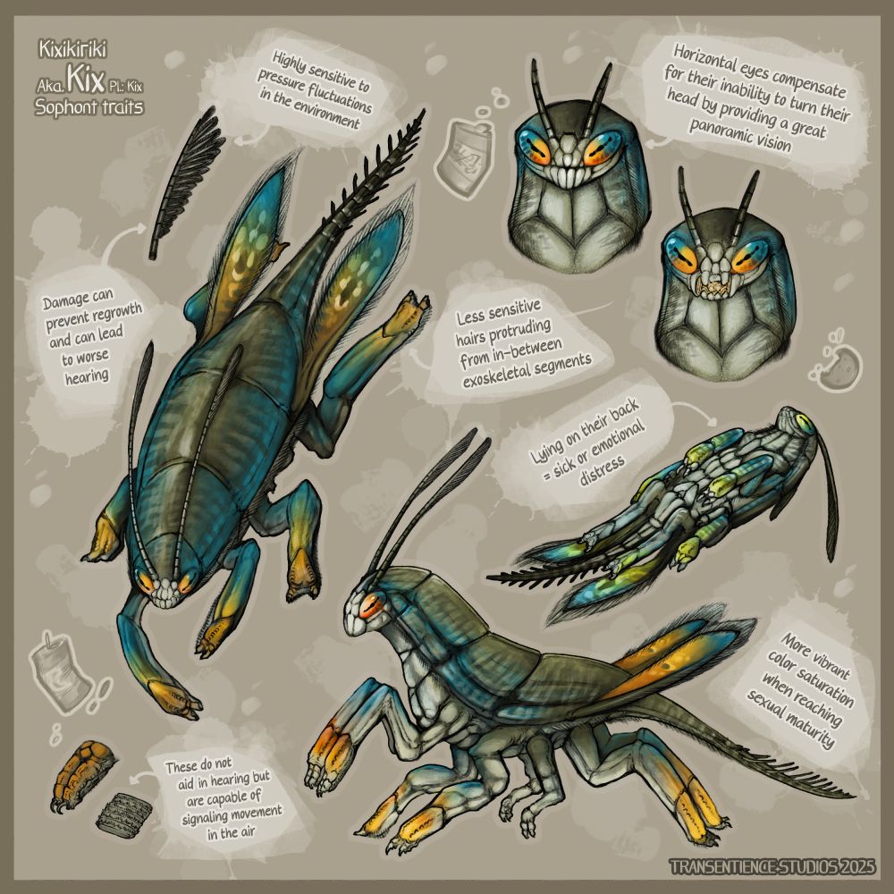 A sheet including various poses of the Kix insectoid sophont, explaining their most notable physiological traits