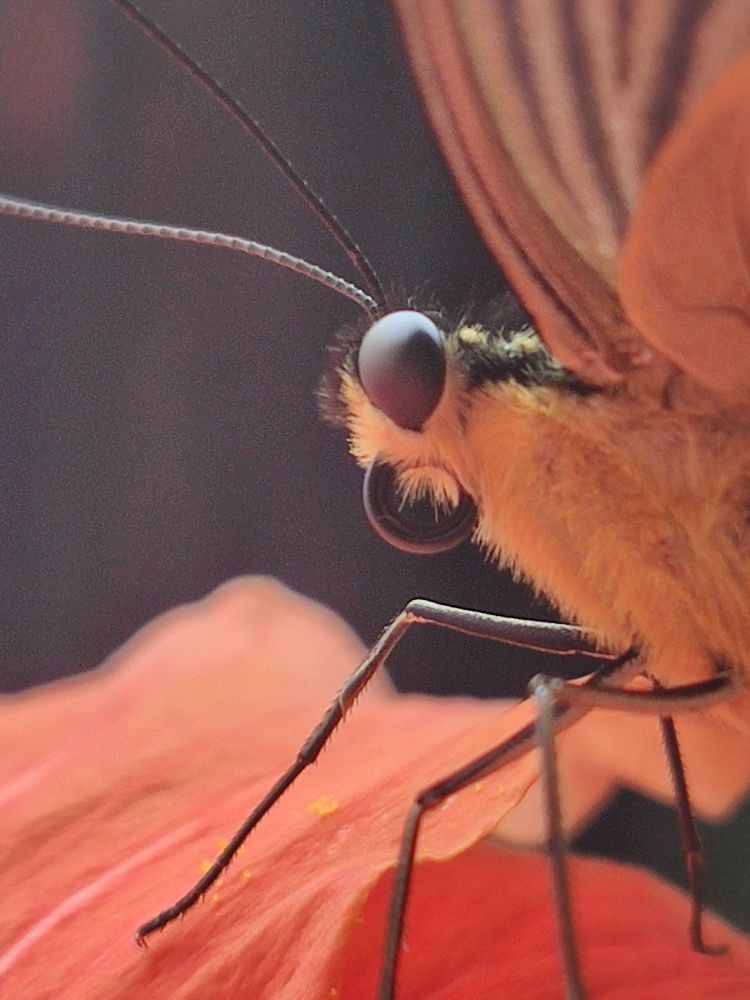 Very zoom in of a King Swallowtail butterfly (yellow and furry with eyes, antennae, legs, nape and "mouth" black) sitting on top of a reddish orange hibiscus flower, facing left, it's possible to see some pollen particles on her hairy leg