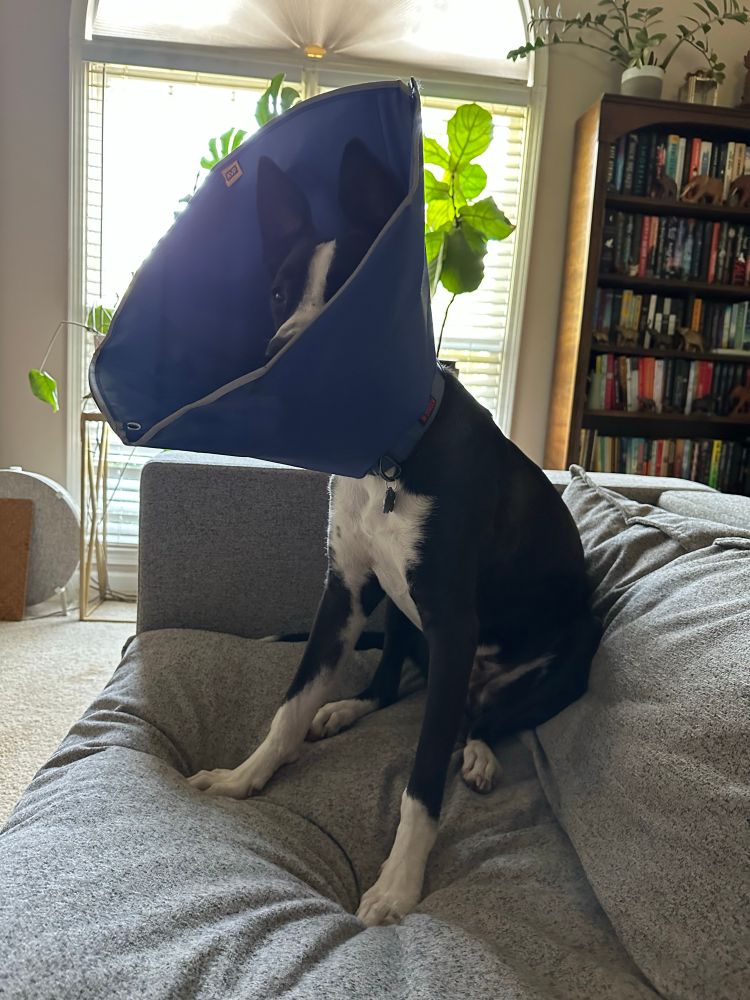 Saba dog sitting on the couch in his cone giving me the side eye 