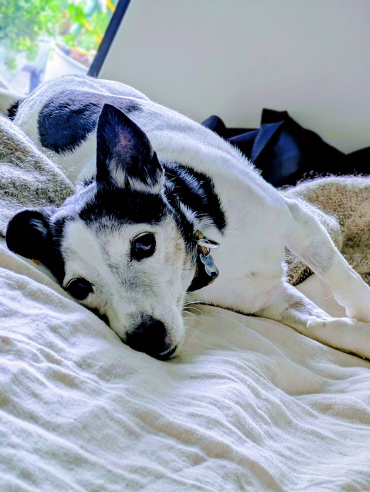 A little black and white dog, laying on his side on a bed, looking into the camera.