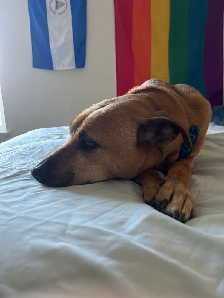 My dog Kala on the bed with a gay pride flag and a Nicaraguan flag in the background 