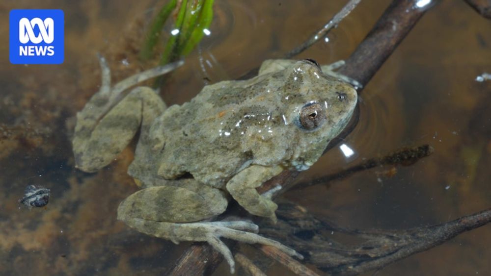 Farmers and froglets become unlikely allies in fight against Victorian solar farm