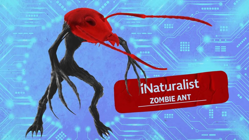 a graphic featuring asort of zombie long armed creature, with an ant's head, and the words 'intaturalist zombie ant' on a plaster in front of a cricuit board thing 