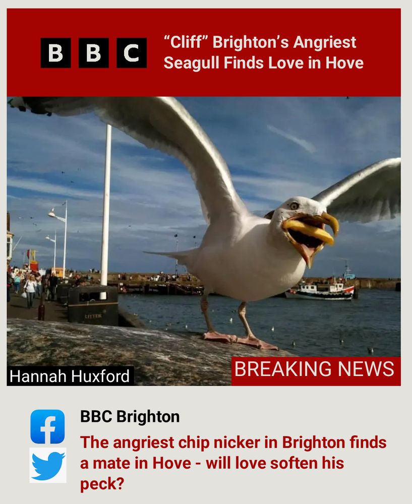 An angry looking seagull with a chip in it's mouth.  