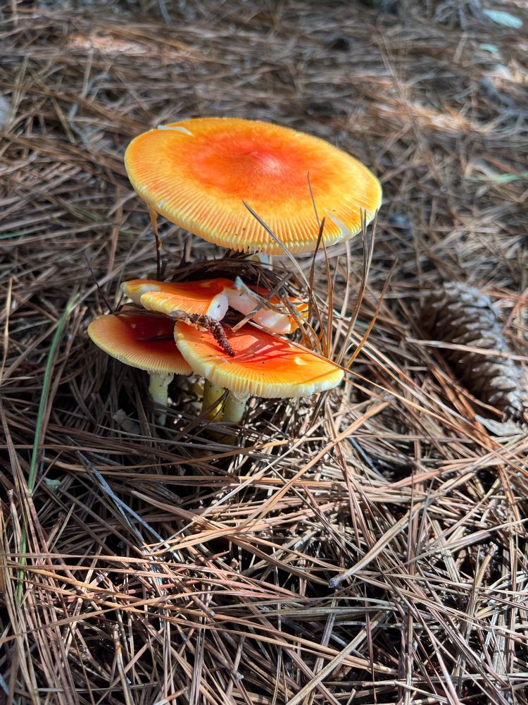 Four orange and red mushrooms sprout out of a bed of pine straw.
