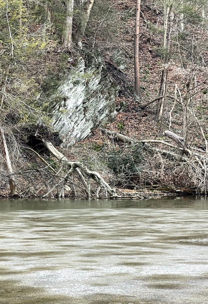 Edge of pond is frozen, same coloring as rock on shore amidst fallen leaves and winter trees