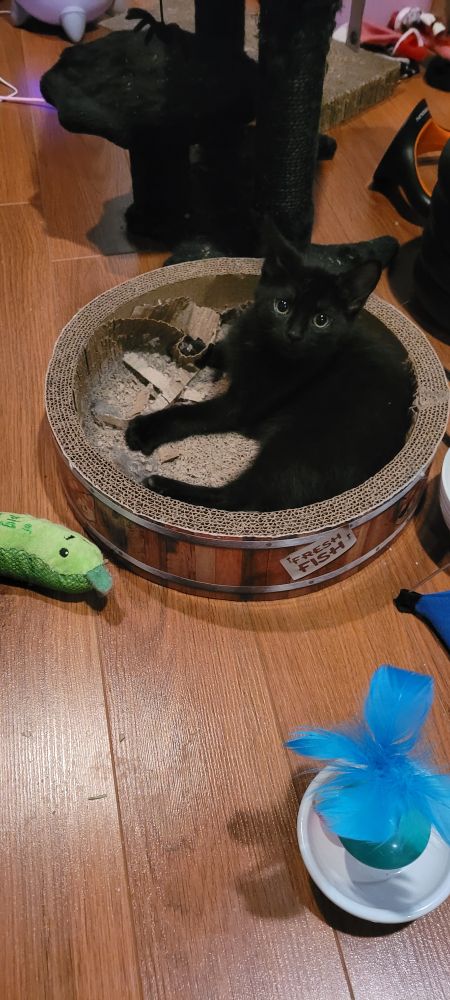 Tiniest little black cat in a "fresh fish" barrel cat scratcher