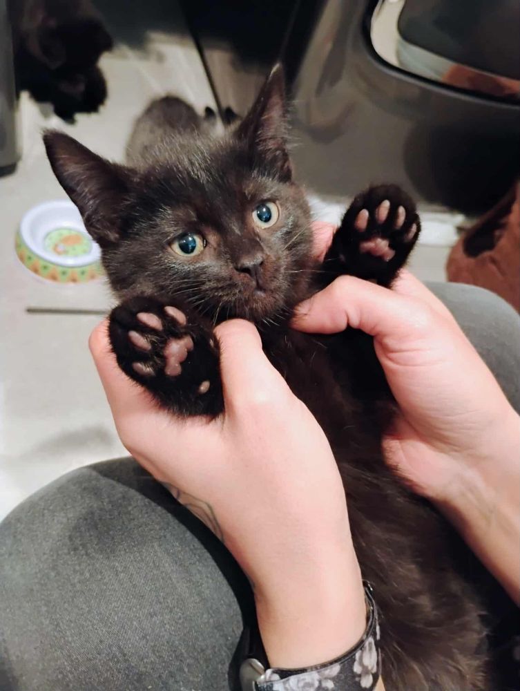 Small black kitten on his back showing his beans while getting neck rubs