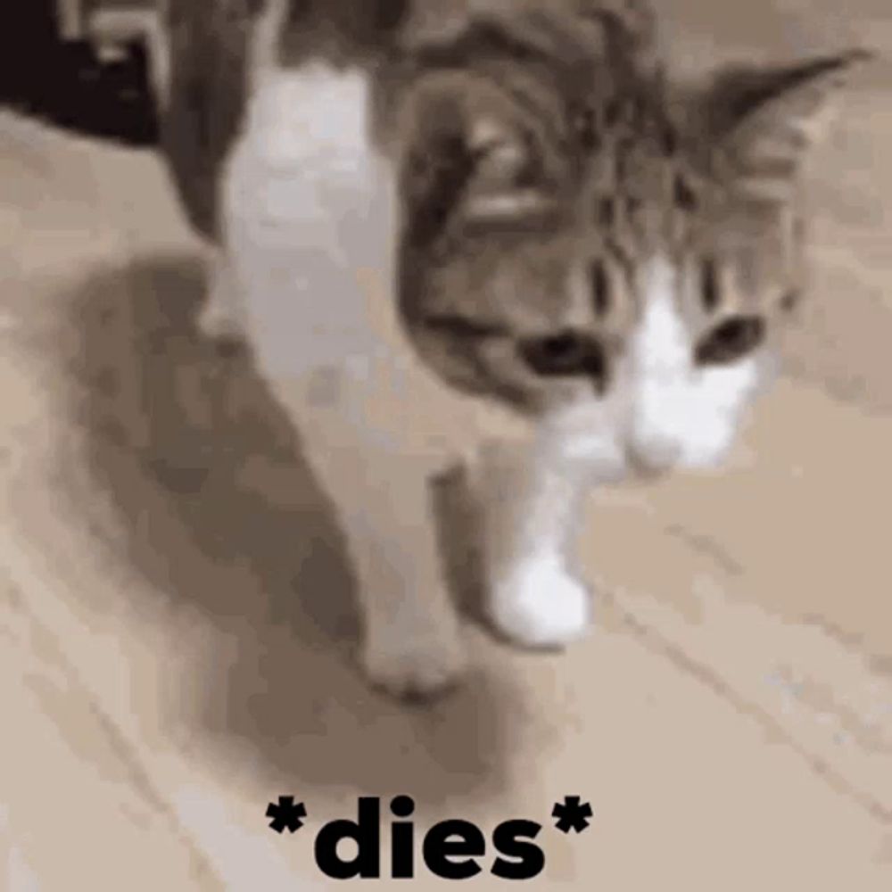 a cat is walking on a wooden floor with the words * dies * written in black