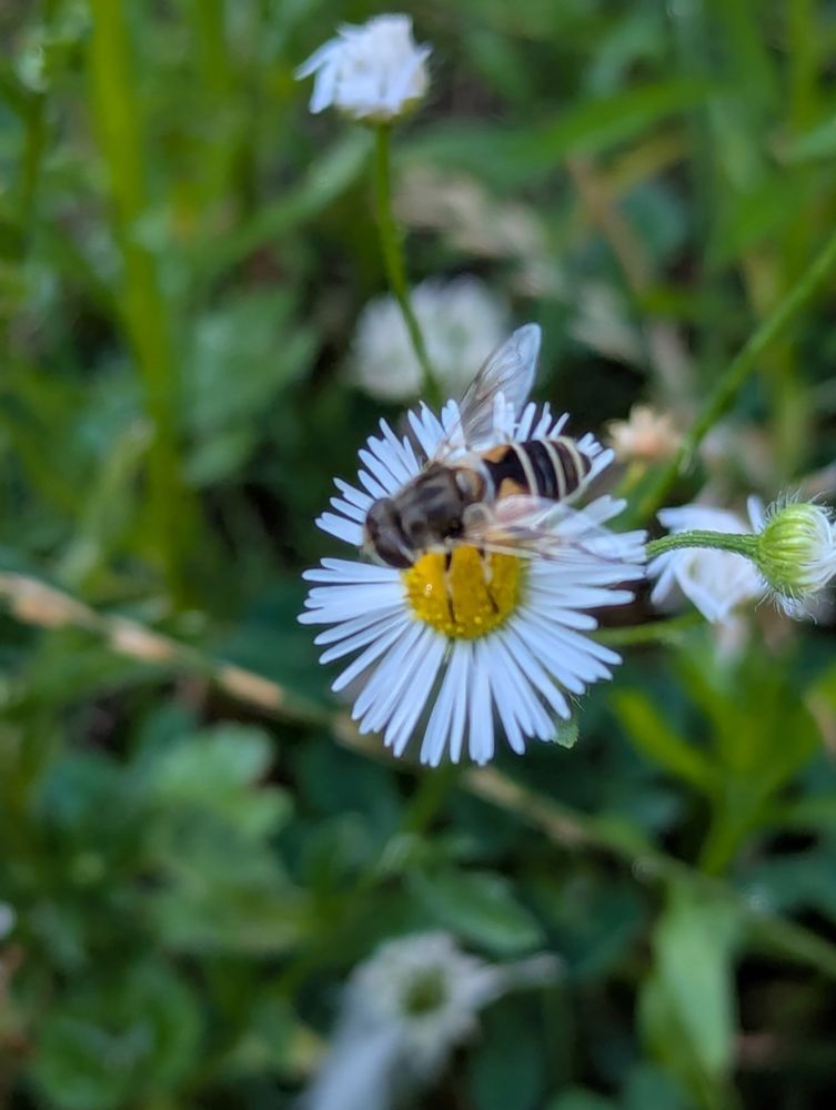 Green plants in the background with a Erigeron strigosus, Prairie Fleabane blossom in the center, with a native bee mimicking flies harvesting pollen. Long narrow white petals surrounding a yellow center. The fly has white and black horizontal stripes on its abdomen.