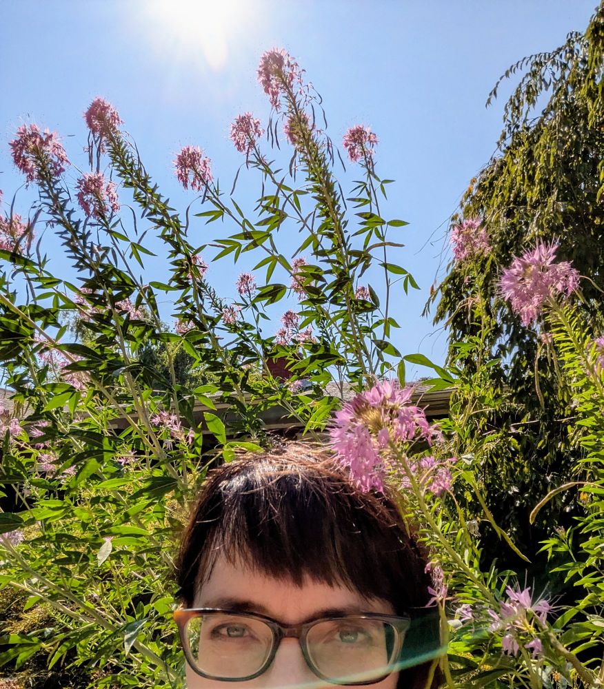 Pic of my head, standing below my Rocky Mountain Bee Plant. It towers over me.