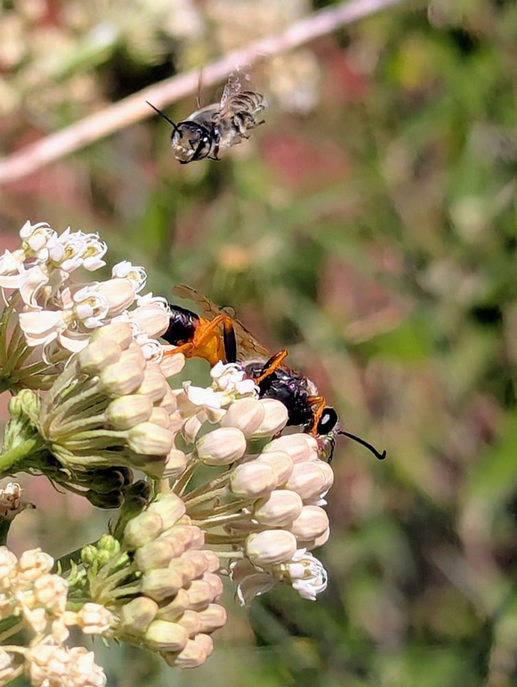 View of white Narrowleaf milkweed blossoms, with a great golden digger wasp, and a greyish and black furrow bee (aka, sweat bee) coming in for a landing on the milkweed.the wasp is twice the size of the bee. The wasp has a black thorax, with yellow hair on the top of the thorax. Most wasps do not have hair. The anterior half of its abdomen is a dark golden yellow color, and back half is black. The legs are black with yellow gold on lower half of legs. Big black eyes and long black antenna.