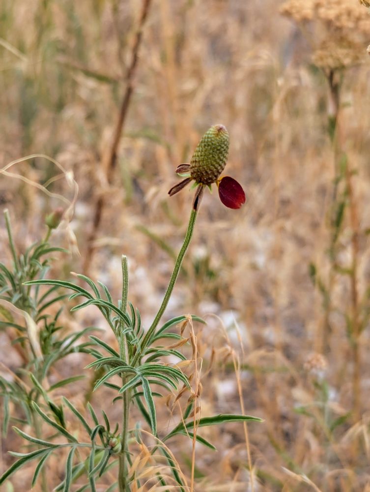 A single Ratibida Columnifera - Prairie Coneflower blossom with a green cylindrical cone shaped disk, with mahogany petals at the bottom of the disk. One of the petals has opened, and the others are still folded in half, yet to open. The plants in the background are dry yellowish tan grasses.