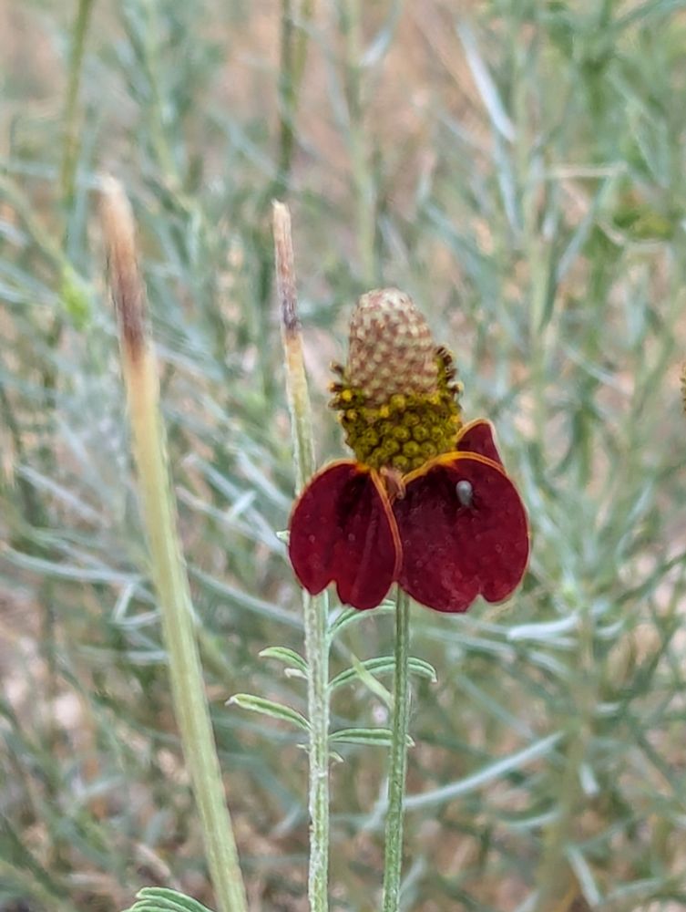 Silver green foliage of a Ratibida Columnifera - Prairie Coneflower, with a single blossom with dark mahogany rust colored petals hang down from a light green cylindrical cone with dark greenish yellow disk florets clustered around the bottom of the conical disk.