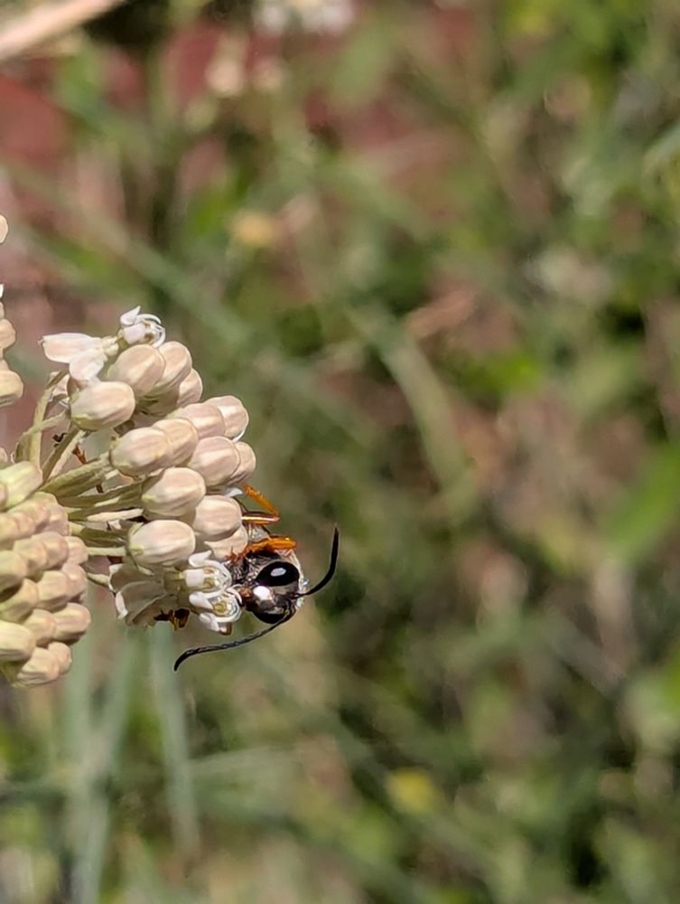 Narrowleaf Milkweed with a Great Golden Digger Wasp nectaring for lunch. Sideview of the milkweed, with the wasp crawling towards the camera from behind the blossoms. The wasp's head is facing the camera, with large oval black shiny eyes, a greyish head from the fuzzy hair, two long black antenna (one is arched up and one is dropped down like a Bassett hound.)
