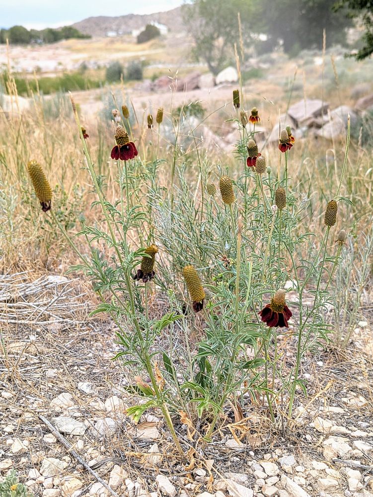 A Ratibida Columnifera - Prairie Coneflower plant with numerous blossoms on a clumping plant. Older blossoms are just the central conical disk, and newer blossoms have mahogany colored petals hanging down from the disk. The ground is dry, with light grey gravel stones and dry clumping perennial grasses.