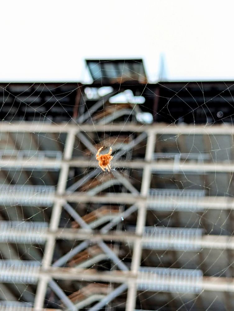 Yellowish gold orb-weaver spider on large web, suspended up in the air with a building under construction behind it, with crisscrossing metal girders behind it like a web.
