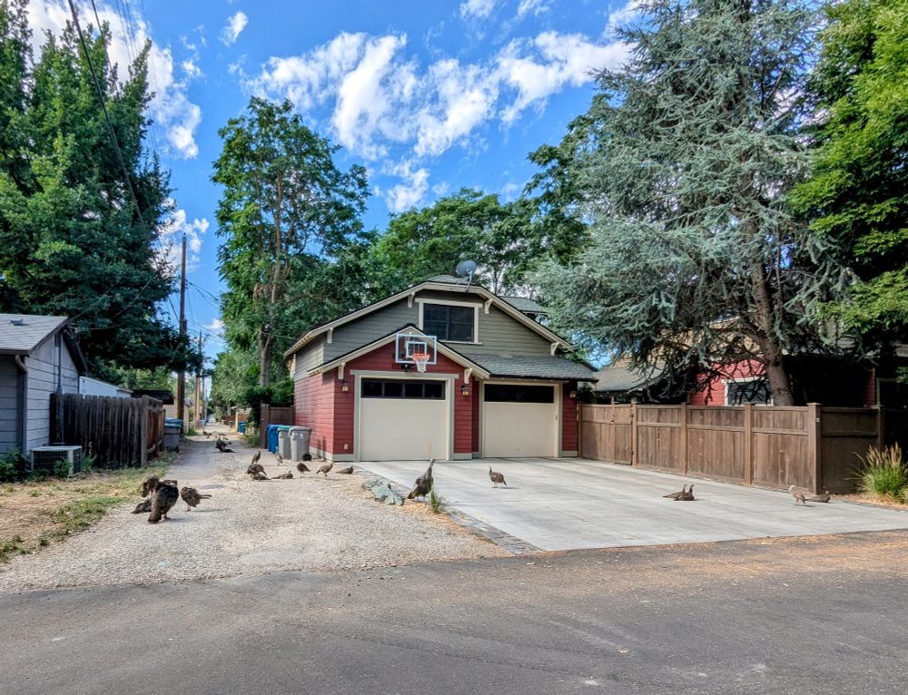 A long gravel alley and cement driveway with a two story garage with a wood fence, lots of trees in the yards and blue sky with white puffy clouds. There are 25 juvenile wild turkey poults laying on the driveway and down the alley, with 3 hens keeping watch.