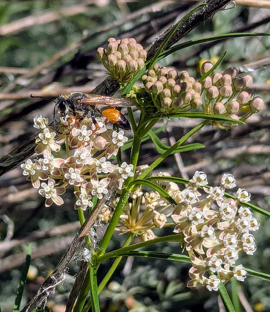 Narrowleaf milkweed with great golden digger wasp nectaring in the blossoms.