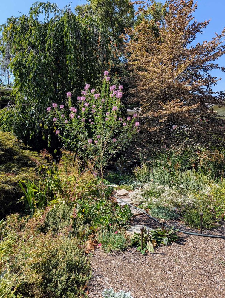 My pollinator garden with my Rocky Mountain Bee Plant standing tall, like a small flowering tree. Its blossoms are a pinkish lavender. 