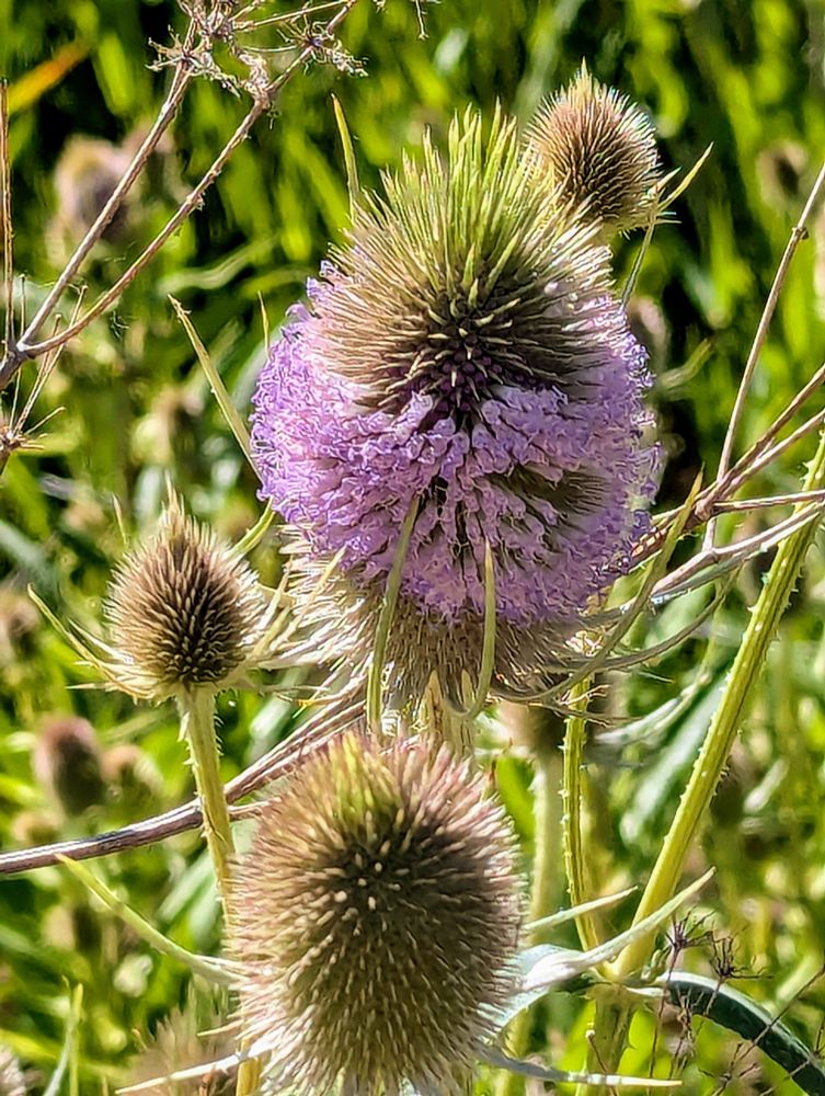 Flowering teasle, along with several teasle seed heads. The heads are tarnish green long spiny egg-shaped balls. The flowering one has a ring of tiny lavender flowers horizontally around it. There are some dry things tan stalks of poison hemlock around it.