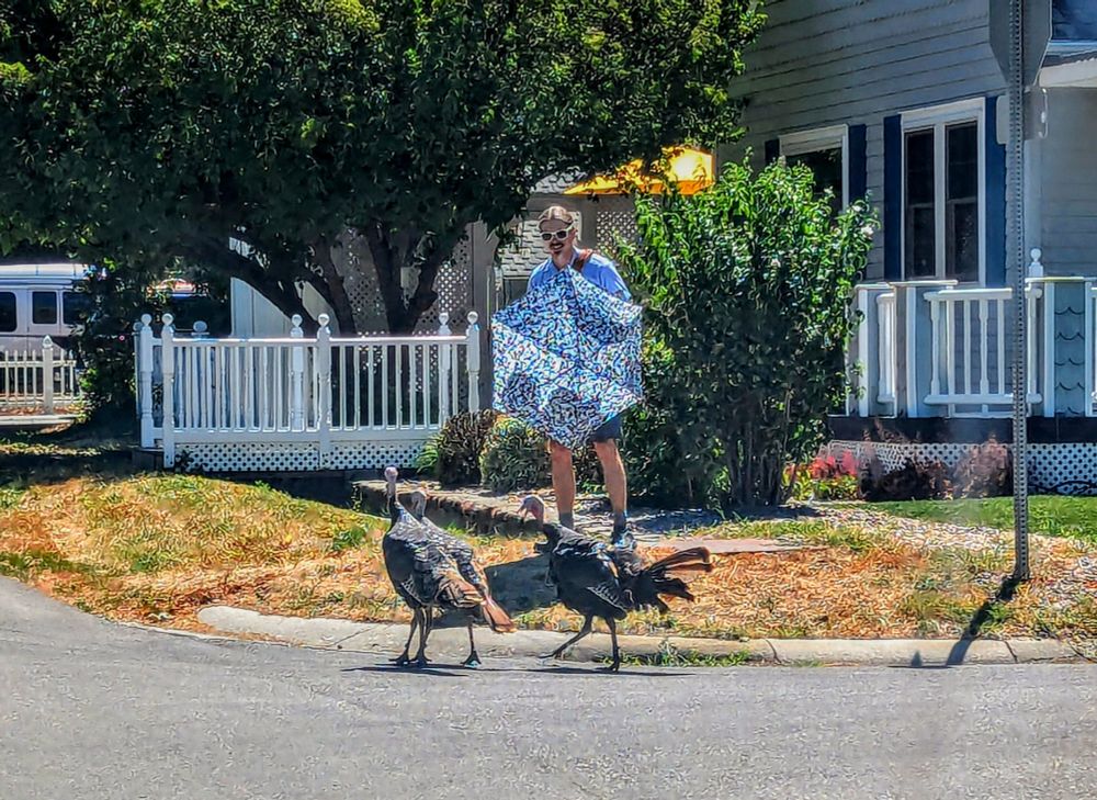 A mailman in shorts and white sunglasses, smiles nervously as he stands on a corner holding a blue and white patterned umbrella down in front of himself, fending off two large Jake turkeys. The male turkeys are circling him, and chasing him. There is a stop sign at the corner, a grey house and white rail fence, big green bushes and an apple tree behind him. There is asphalt between the turkeys and my vantage point in the middle of the intersection. 