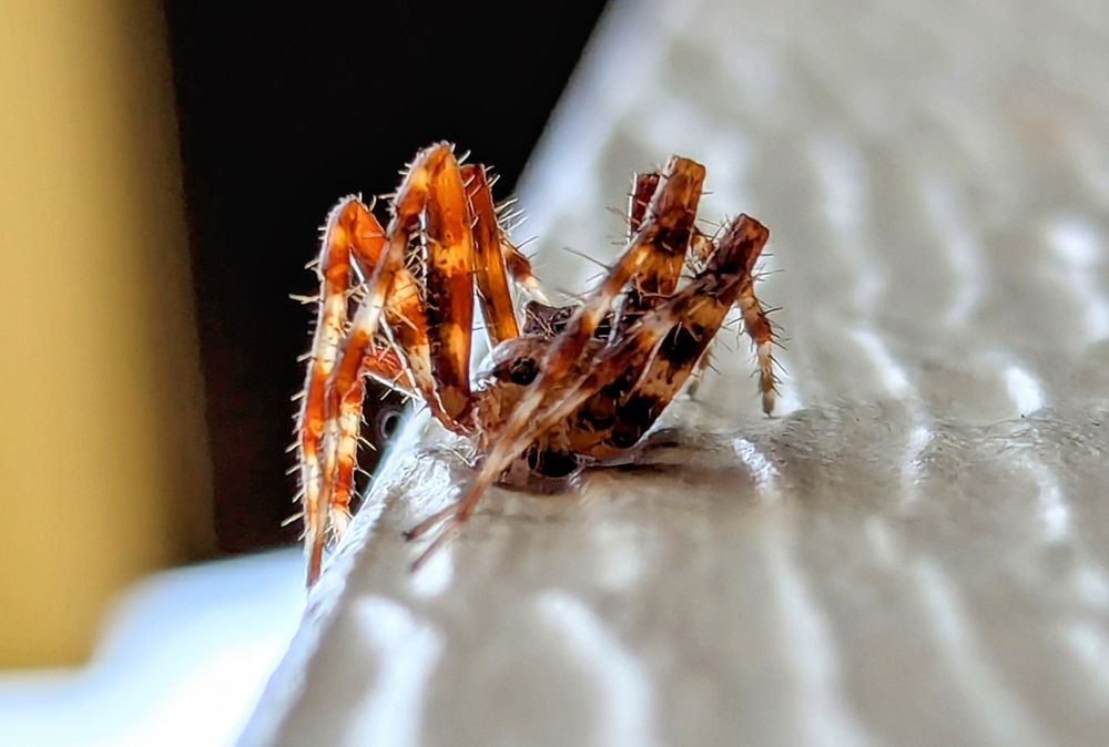 Another picture of a male cat-faced spider (Araneus gemmoides) in Bozeman, MT on the corner of a house's white trim. The picture is taken from below him, showing the front of its head as it faces downward. His right legs are illuminated from sunlight behind the house. 