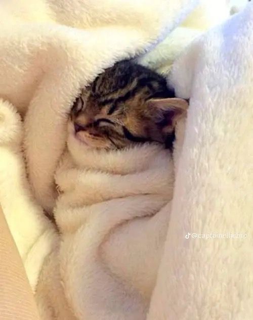 sleepy kitty wrapped in blankie 