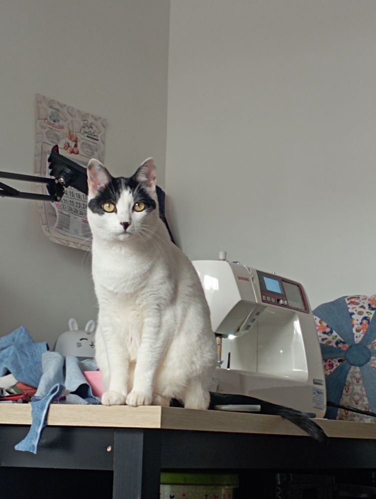 Foto de uma mesa com um gato branco e preto ao lado de uma máquina de costura e materiais de artesanato. 