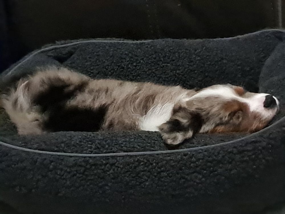Small puppy in a a black dog bed. She has black spots with Grey on her back and a white and copper face with black and Grey ears. She has 18 charisma with a +5 to charm person.