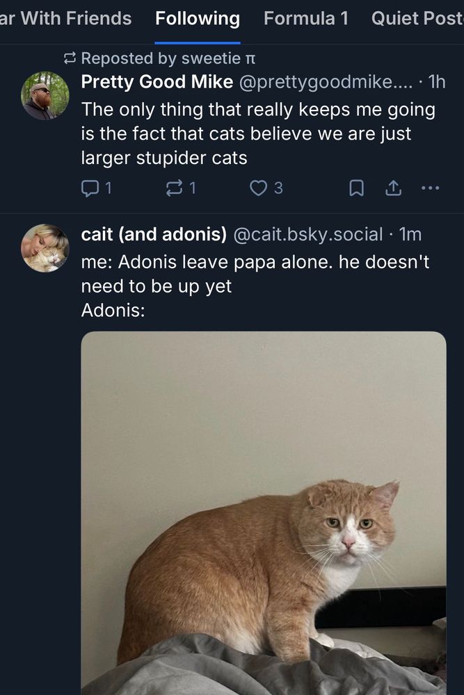 my bluesky feed with two consecutive posts visible. the first says “The only thing that really keeps me going is the fact that cats believe we are just larger stupider cats”. The second post is a picture of a large cat on top of a person trying to wake them up
