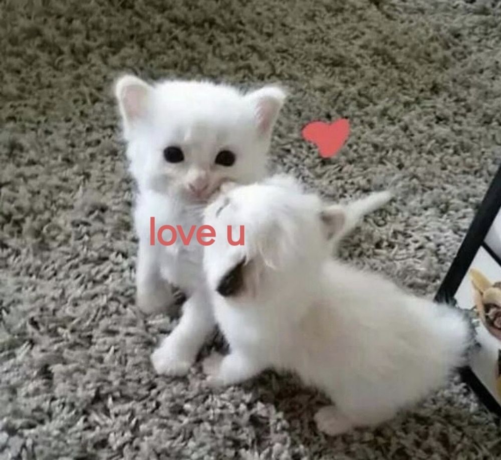 Comment image