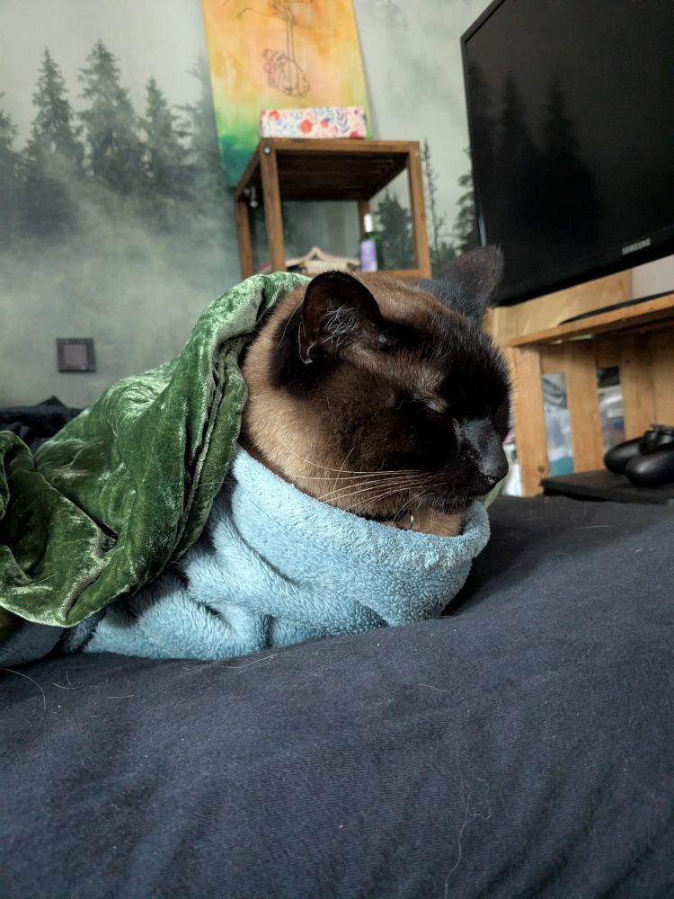 Siam cat wrapped in 2 blankets, sleeping.