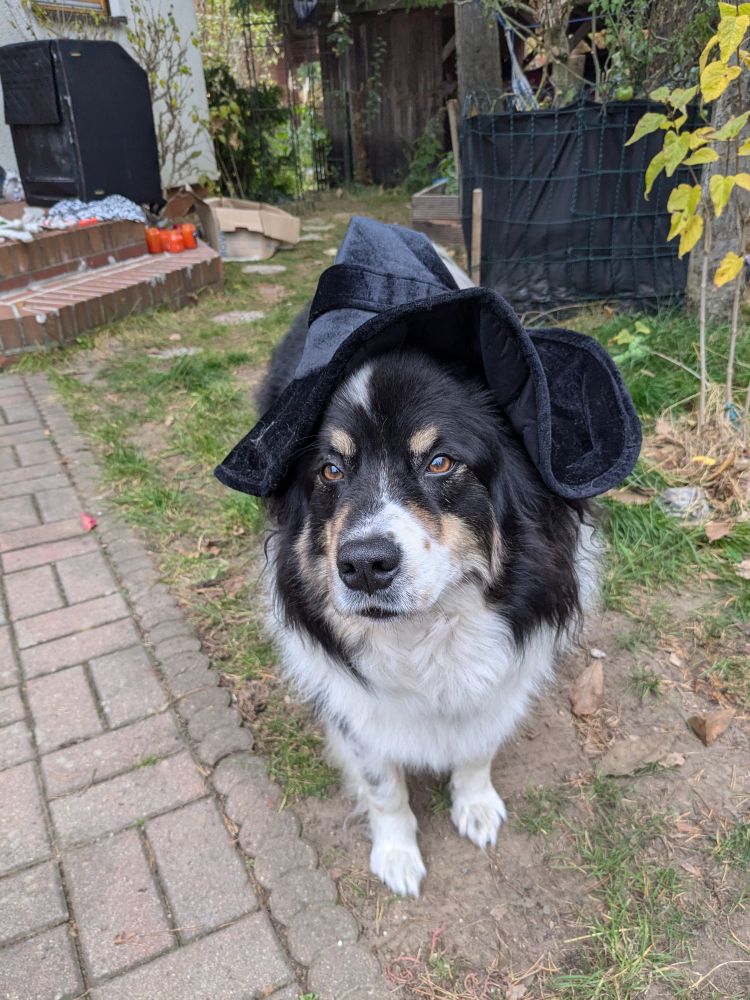Elo breed dog outside wearing a witch hat.